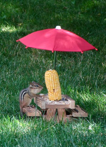 Chipmunk sits beside a cob of corn mounted on a small picnic table with a red umbrella, surrounded by grass
