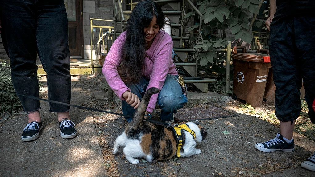 Study links high emotionality to stronger interest in cat therapy