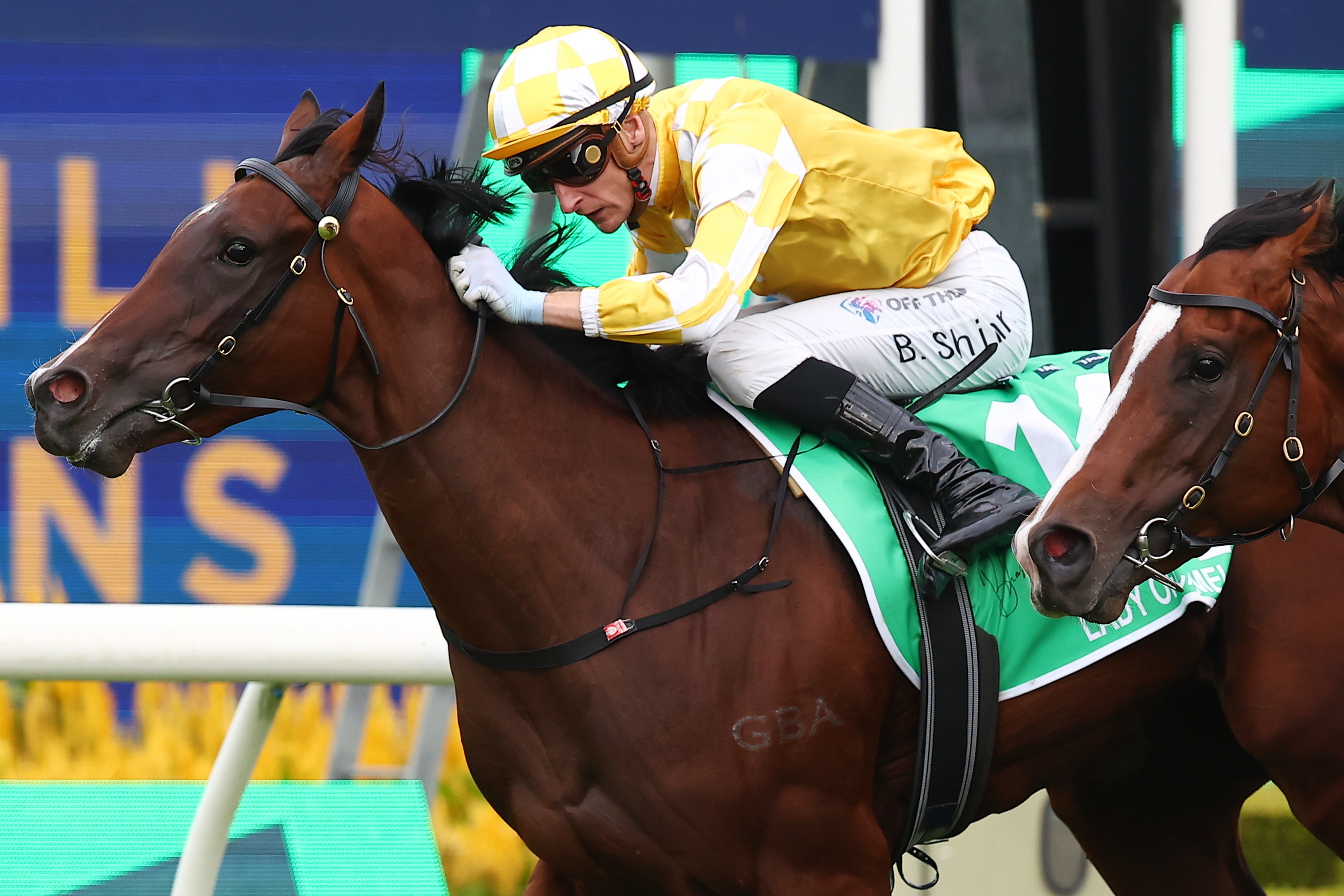 $6m horse out of major race after freak stingray encounter