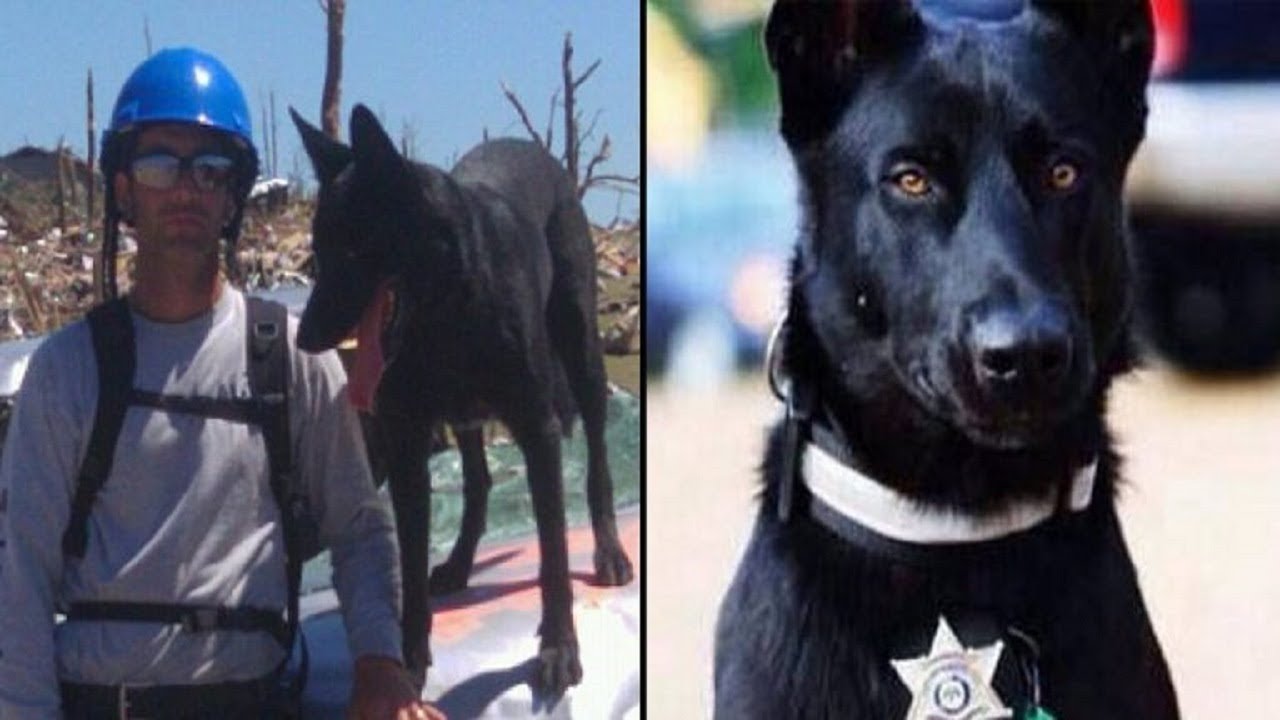 K9 hero saves officer during ambush in the woods