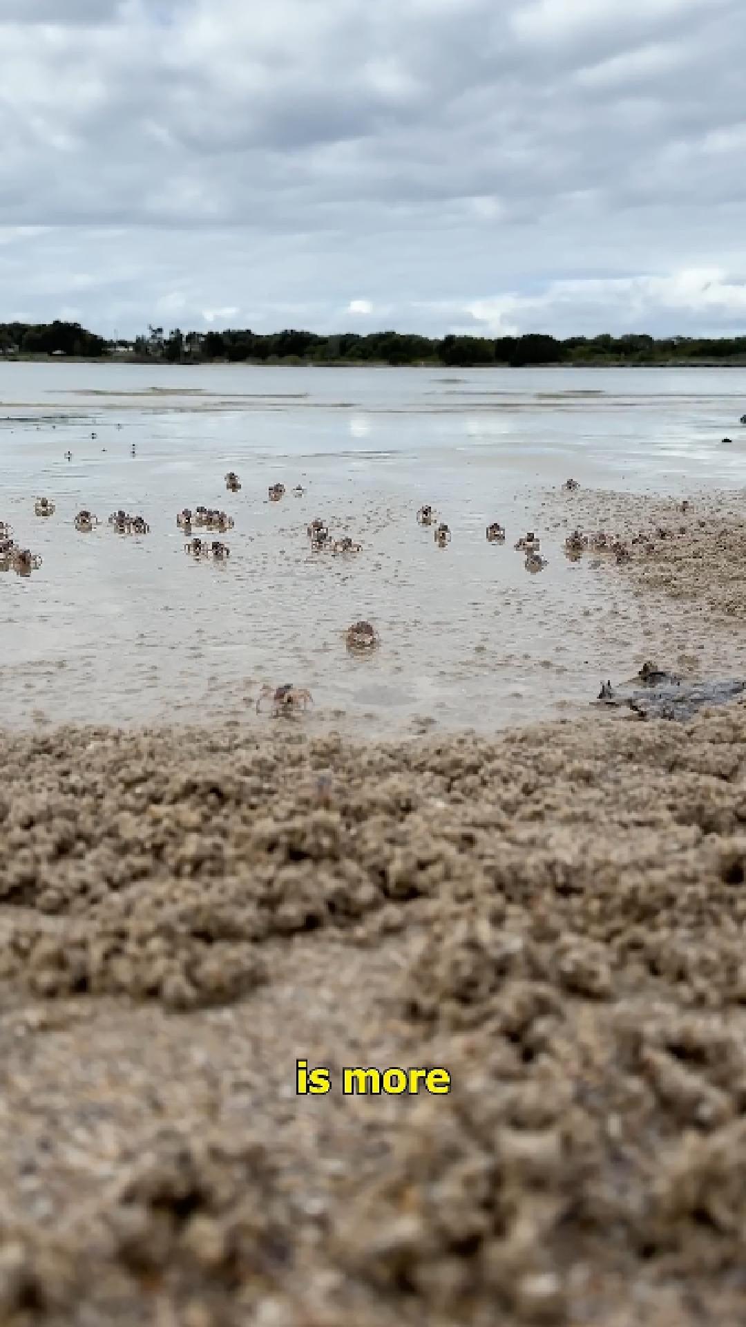 This beach sand looks normal until you see it under the microscope