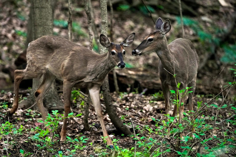 Whitehall City Council weighs legislation prohibiting feeding deer