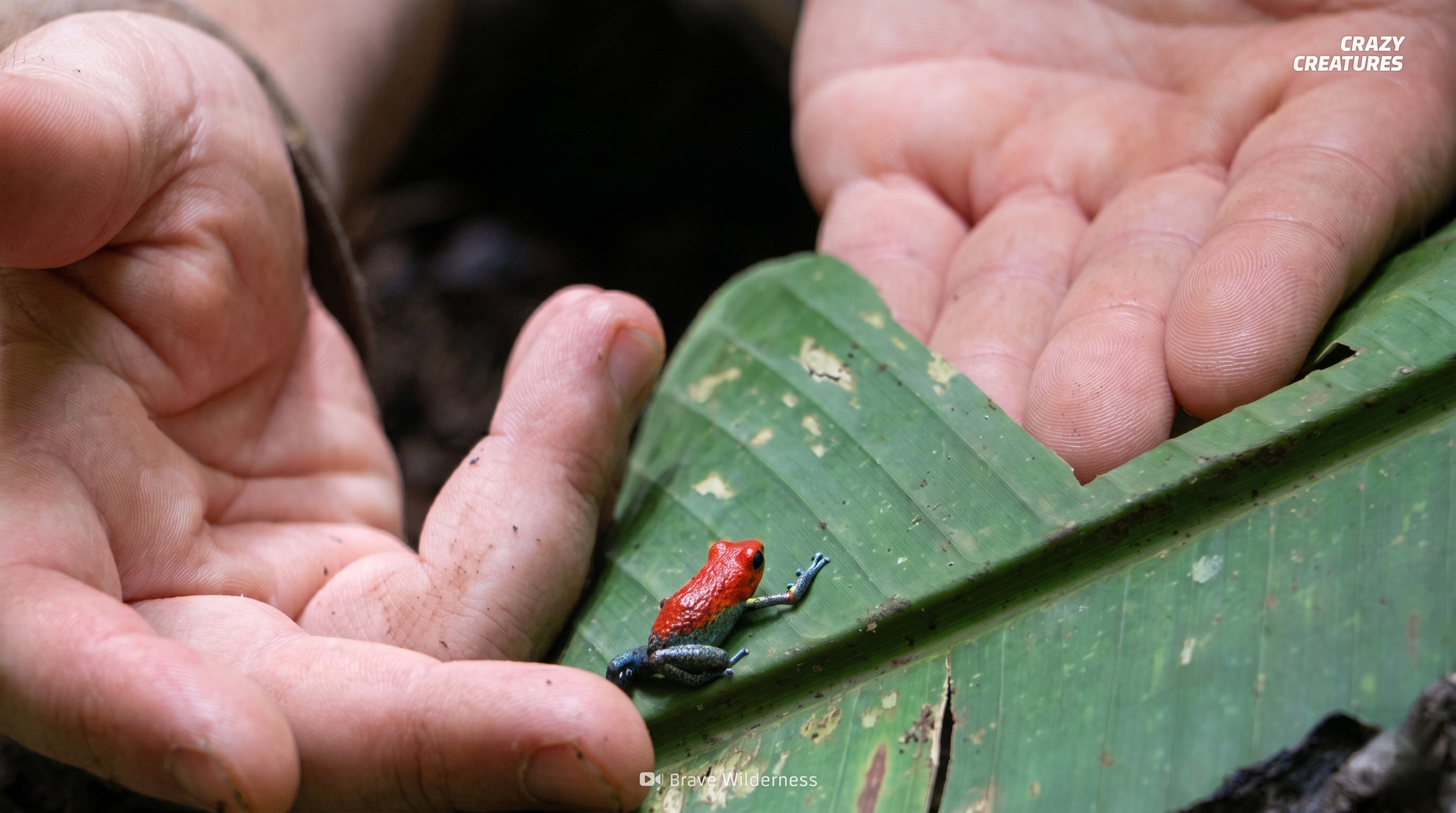 This tiny frog can kill up to 20 men