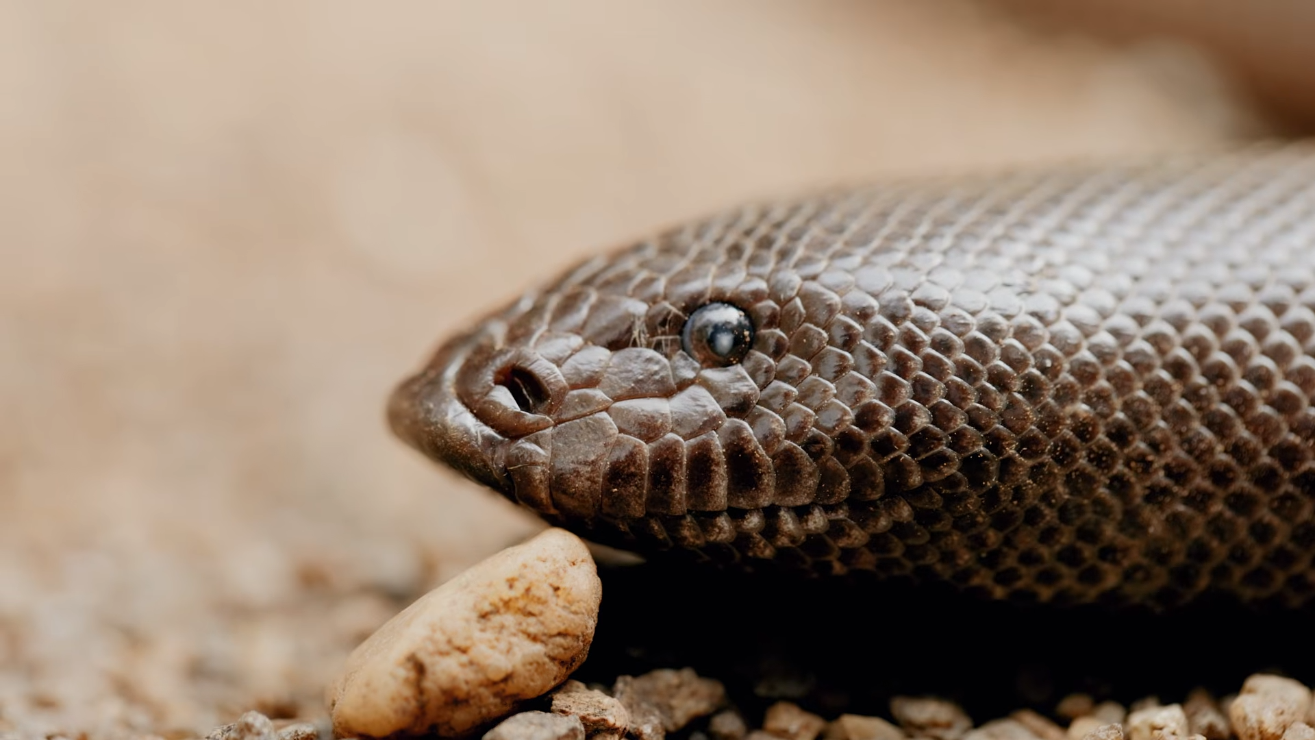 A fossil sat in a coal mine for 9 years - then scientists realized it ...