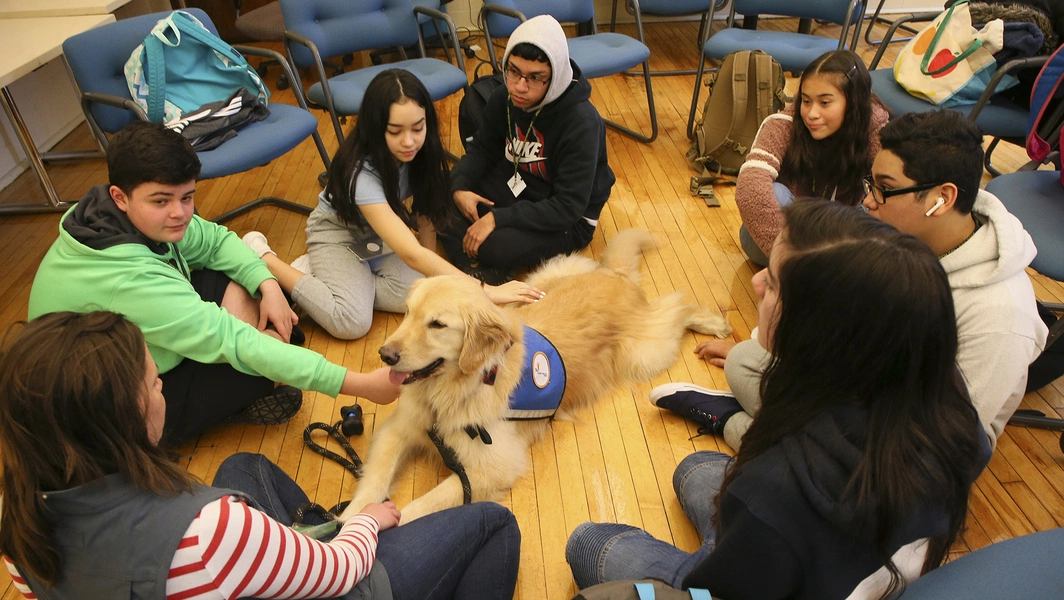 Study links high emotionality to stronger interest in cat therapy