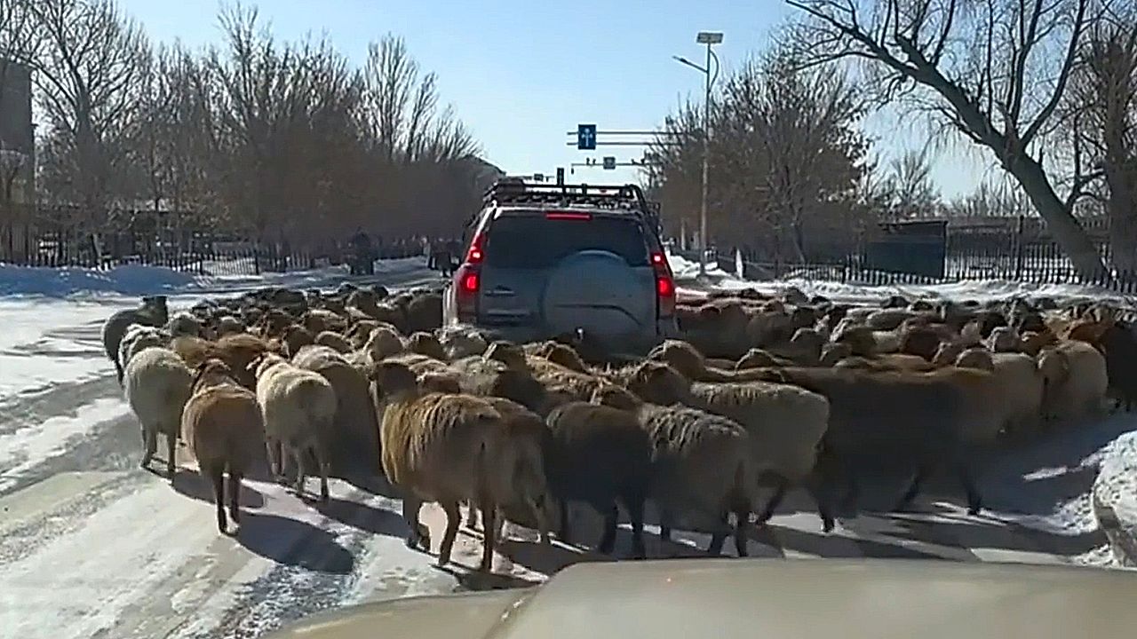 SUV encircled by massive herd of sheep on road in China