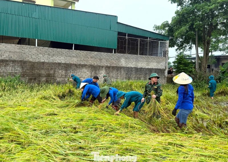 Màu áo xanh giữa mùa vàng trên đồng quê xứ Nghệ