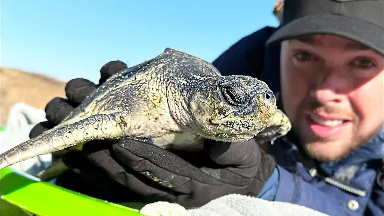 Cold shocked sea turtles!