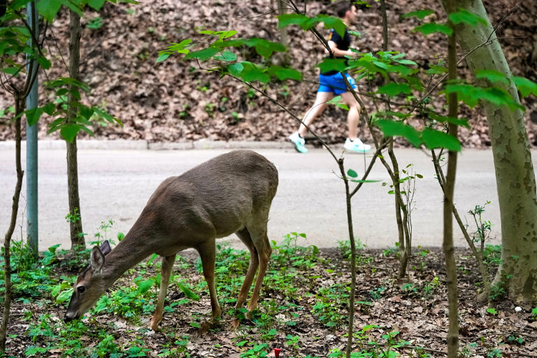 Columbus bans feeding deer as some in Clintonville push for culling