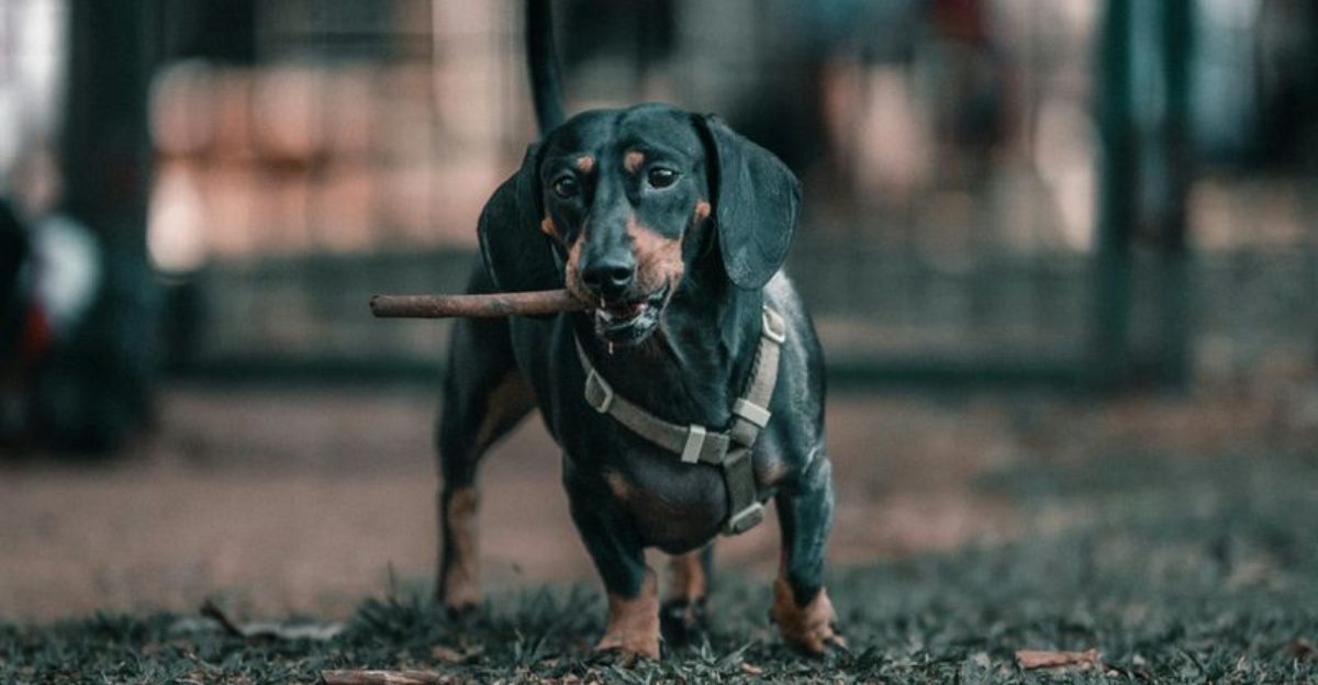 These 11 dog breeds are exploding in popularity – but vets are quietly ...