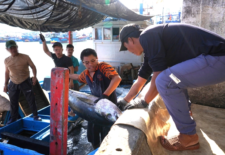 Nhiều tàu cá ra khơi nhưng không đánh bắt, đợi đủ ngày để về nhận hỗ trợ tiền dầu