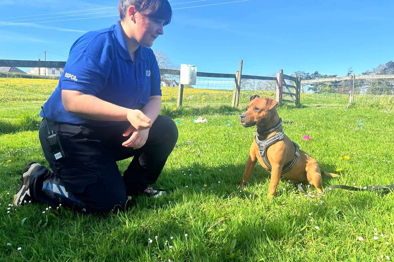 A closer look at Dog Introduction To New Care Assistant