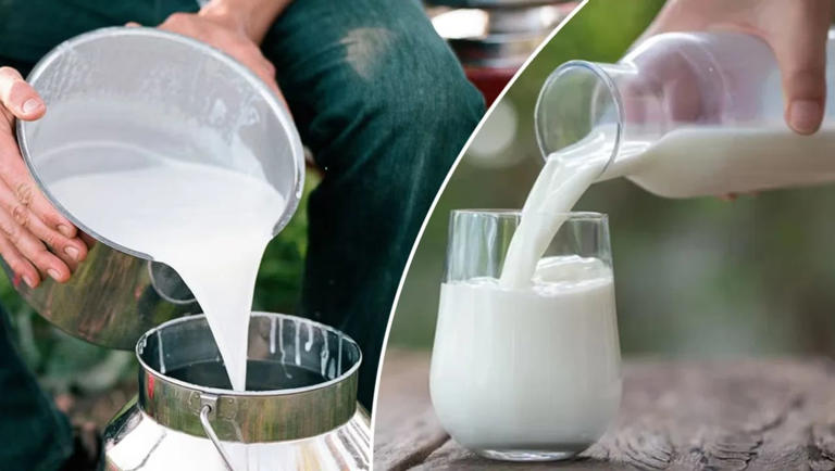 कच्चे दूध प्यायल्यास शरीराला काय धोका होतो?