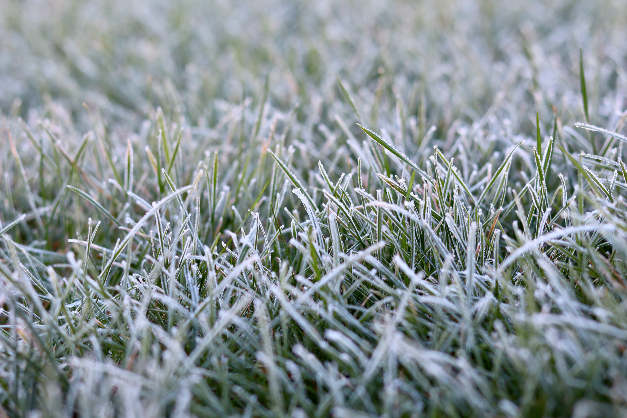Freeze