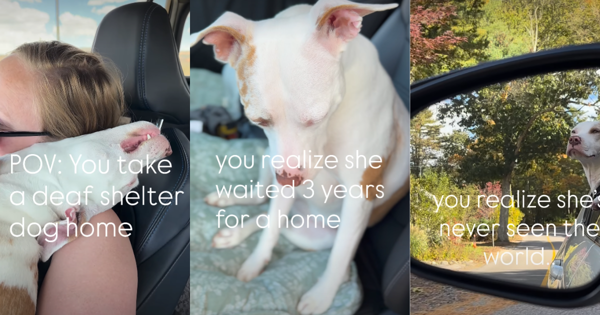 Deaf rescue dog sees the world & life outside a cage for the first time