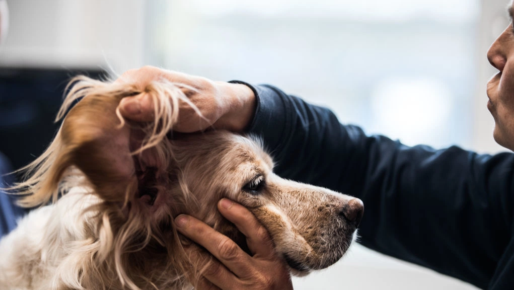 Decode your dog's secret signals like a pro