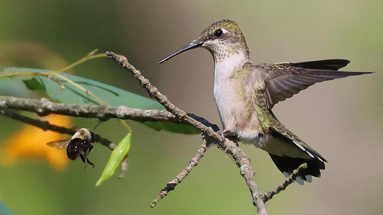 Grow this unique bat-faced flower to attract beautiful hummingbirds to ...