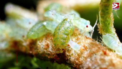 Motorists warned this insect could wreck your car