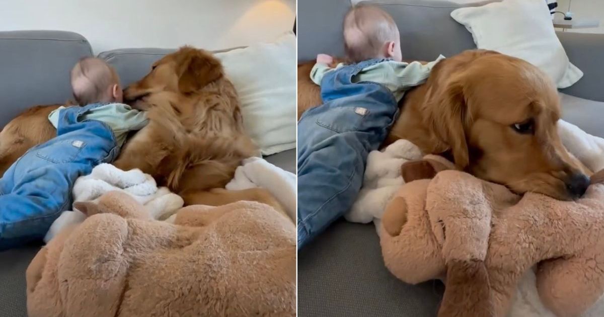 Golden retriever stays still while little baby uses him as a pillow