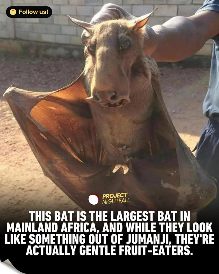 The bat from your nightmares is harmless! Its monstrous head screams ...