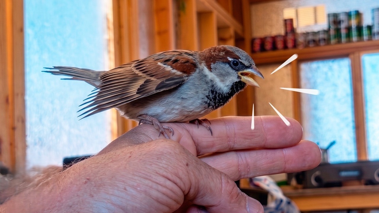 Tiny baby bird wasn’t expected to survive - until one man saved her