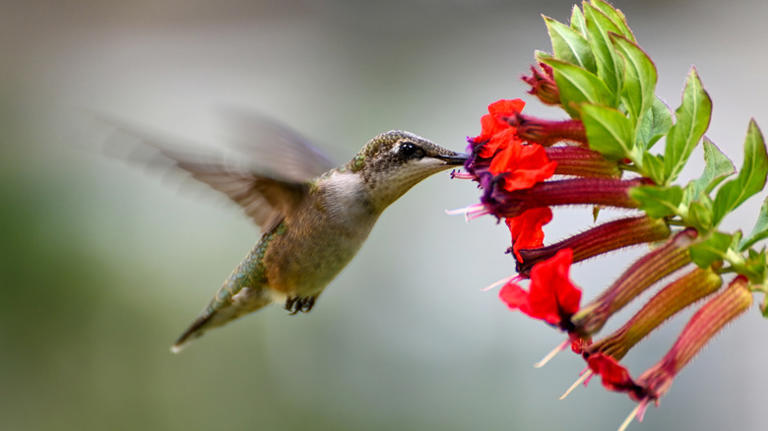 Grow this unique bat-faced flower to attract beautiful hummingbirds to ...