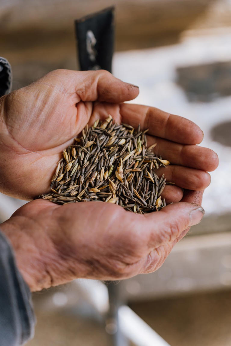 In southern Colorado water is precious. That's why farmers are growing rye