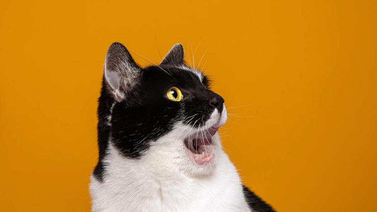 View of 6 everyday scents that are secretly causing stress for your cat