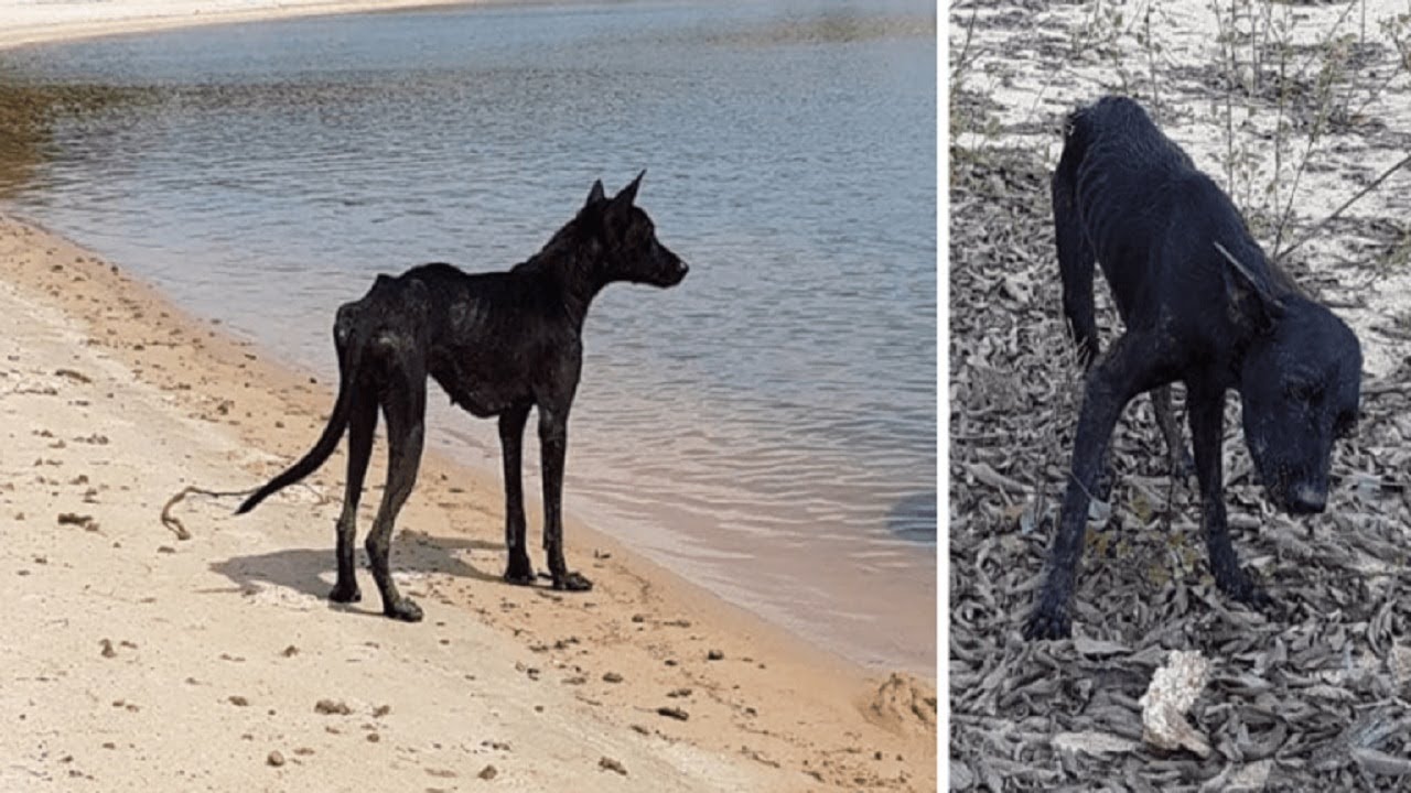 Man saves starving dog trapped on a deserted island