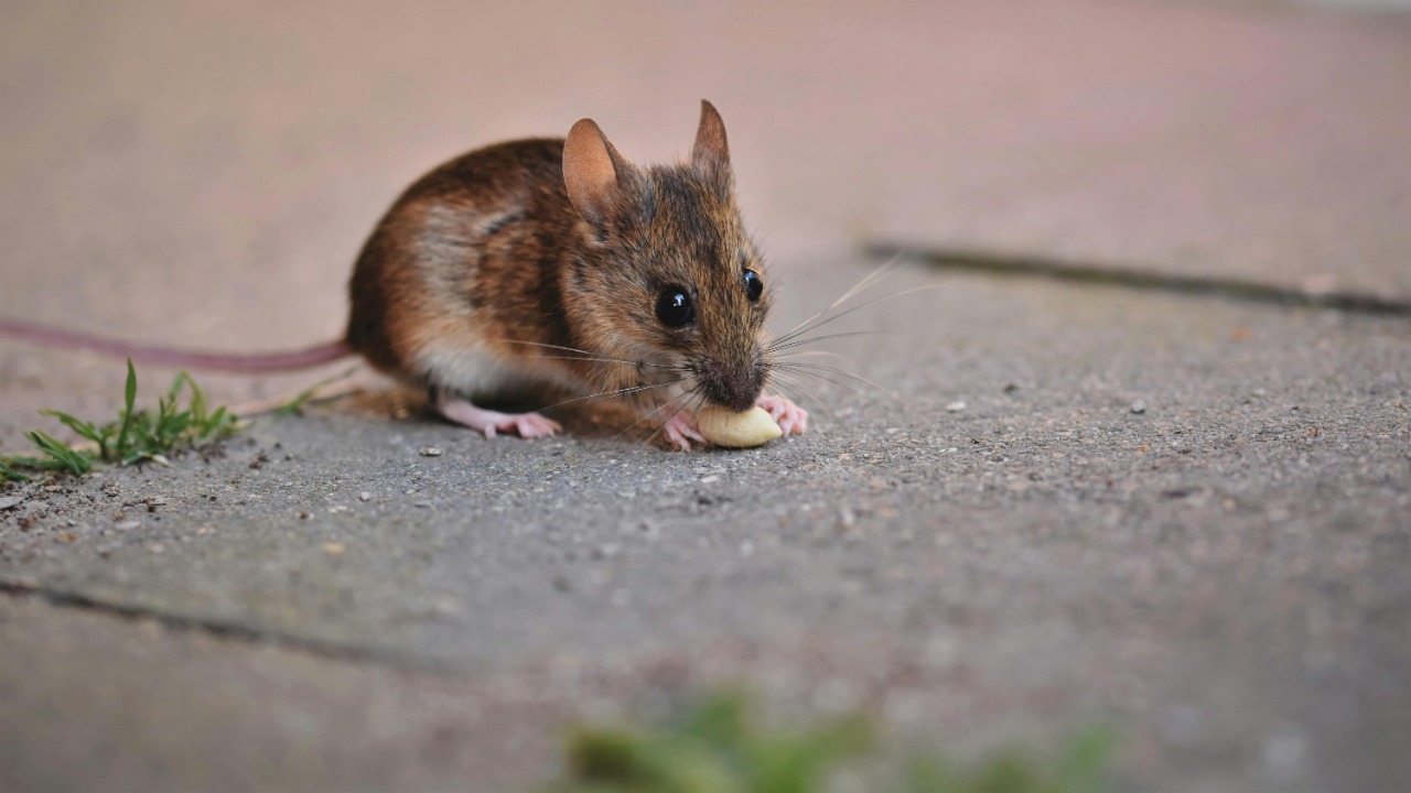 Scientists transfer a longevity gene from the world’s longest-lived ...