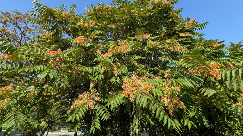 The most invasive trees and shrubs on the East Coast to avoid planting ...