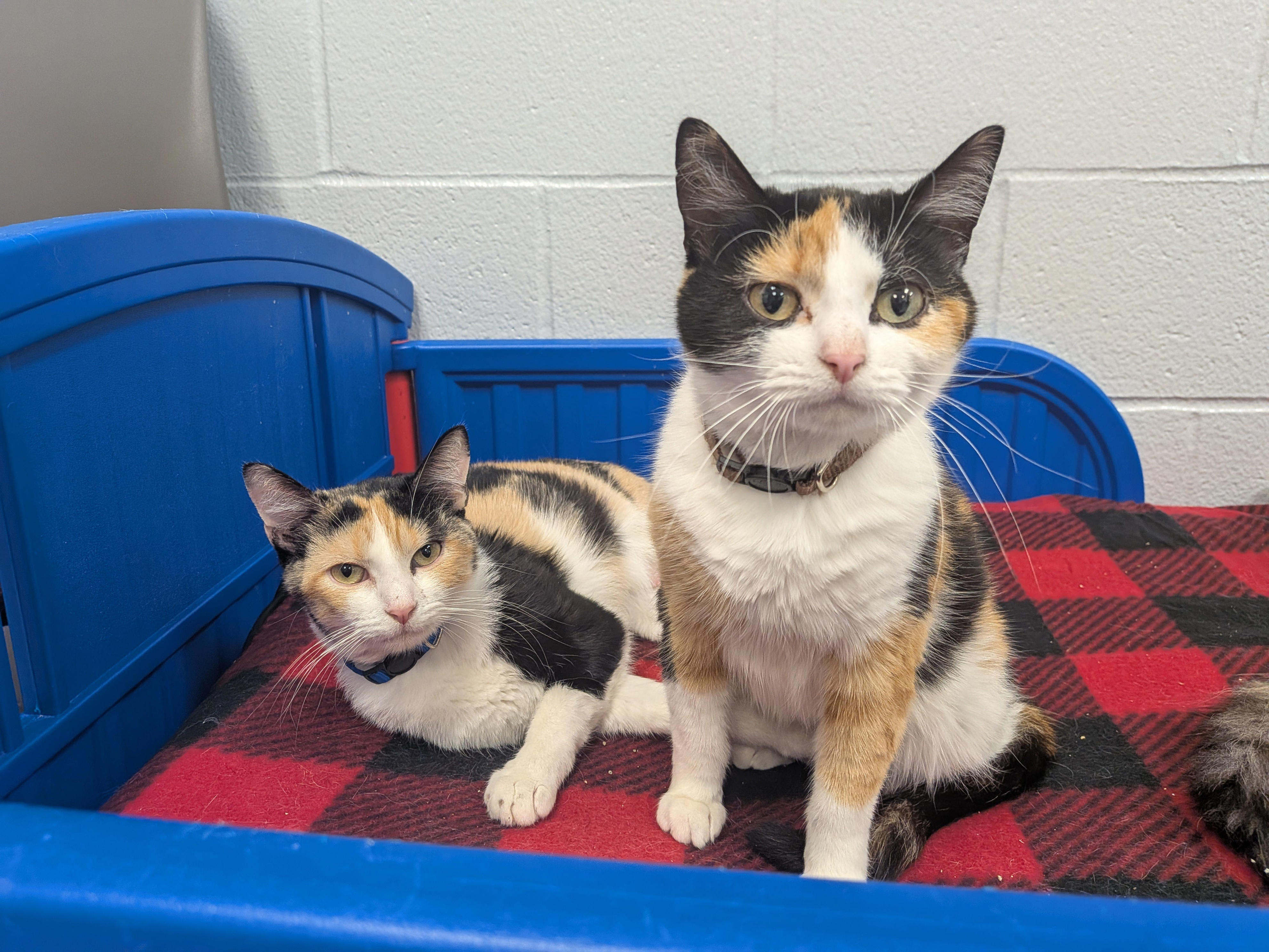 How Topeka Helping Hands is helping 70+ cats and kittens from neglect case