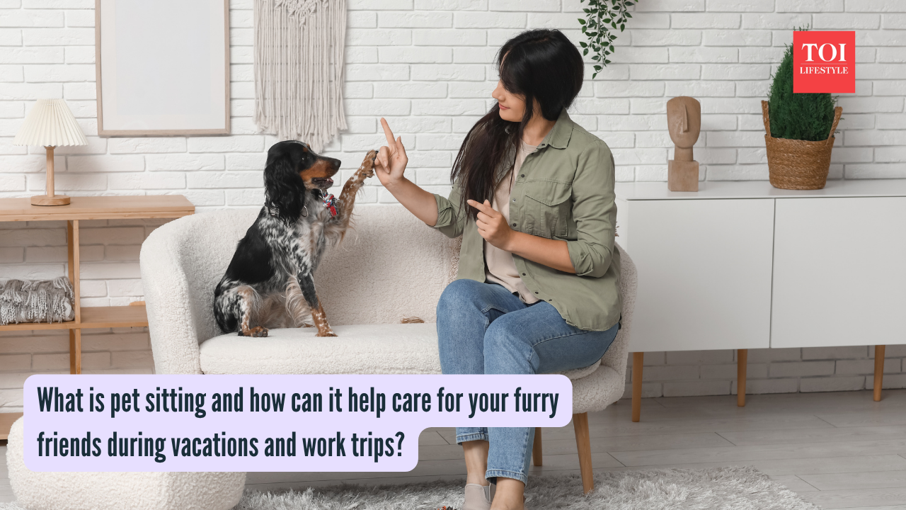 What is pet sitting and how can it help care for your furry friends ...