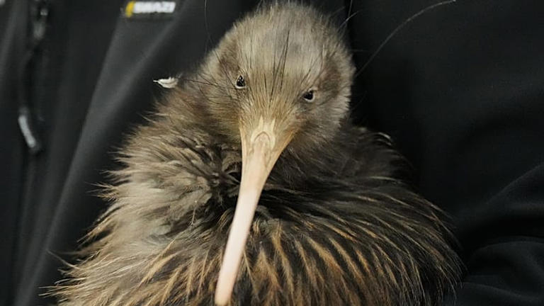 this-animal-has-given-us-a-sense-of-identity-iconic-kiwi-birds