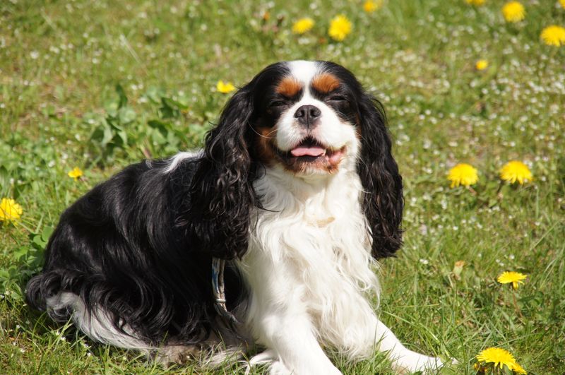 10 perfect companion dogs that stay close without overwhelming you