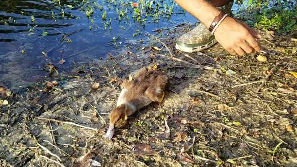 Watch what happens when he finds a baby duck that can’t move