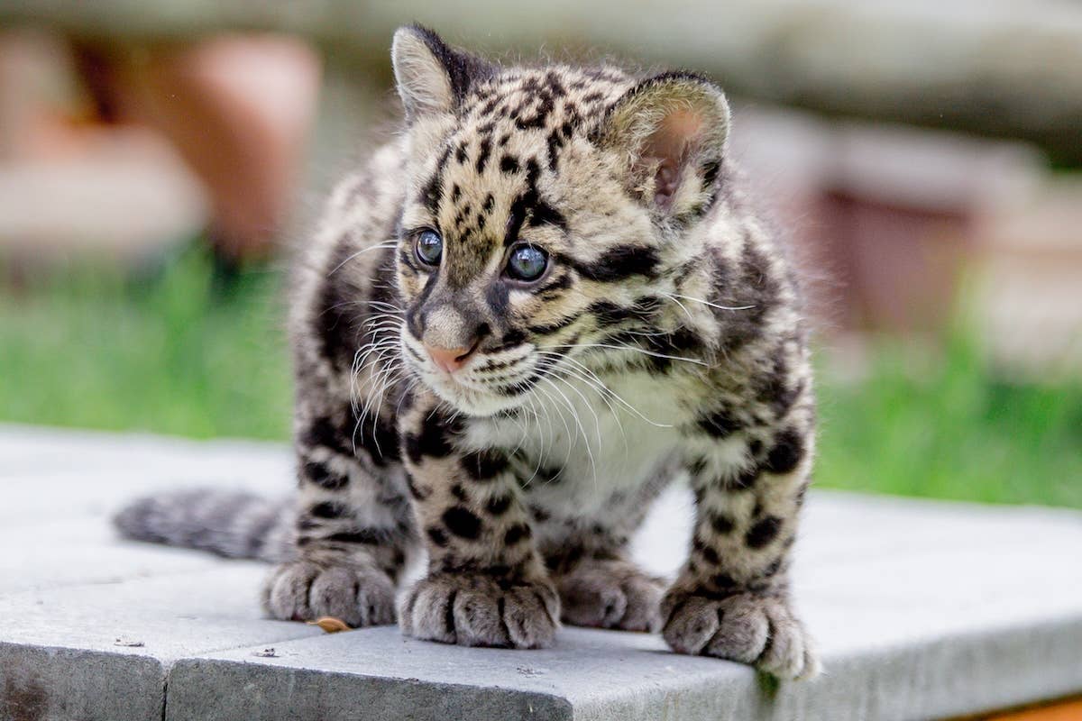 These 4 clouded leopard kittens claim their blanket territory in ...