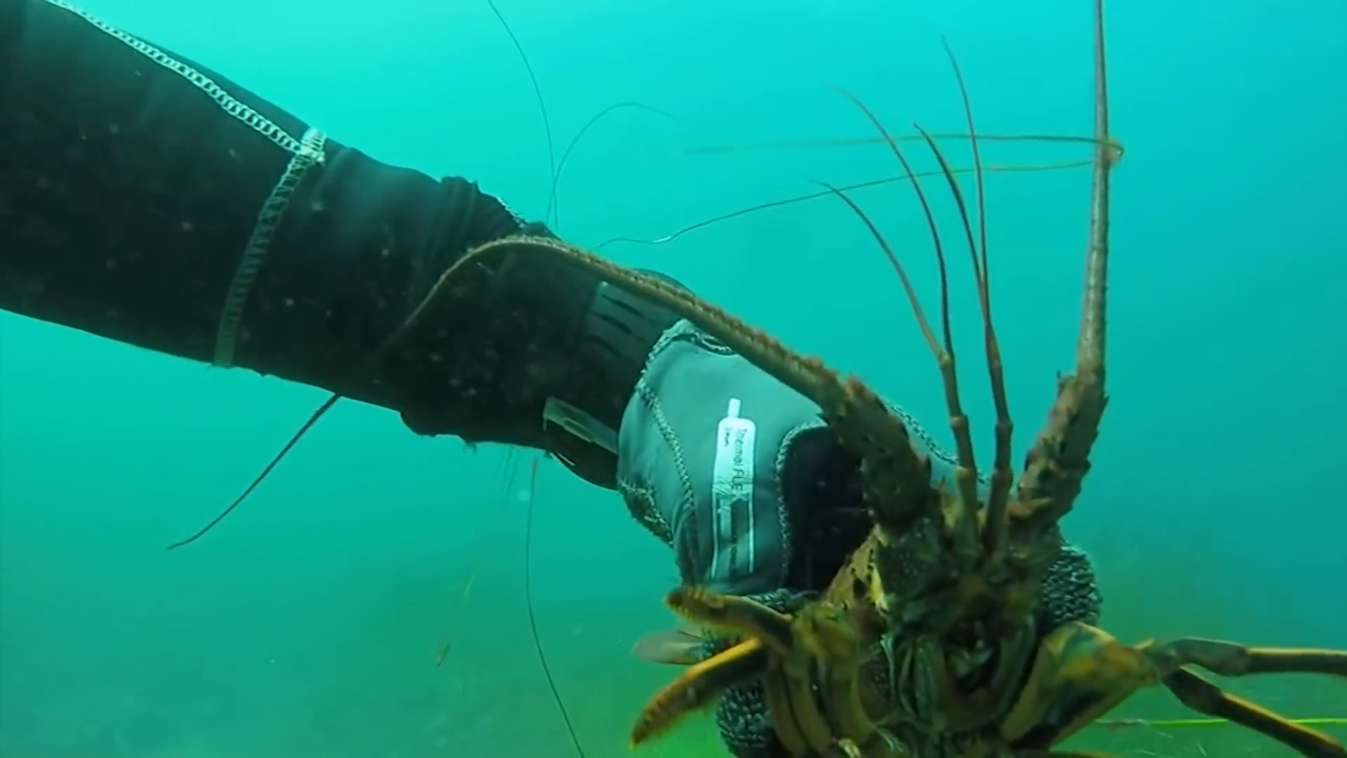 Divers found this strange creature - and scientists are confused