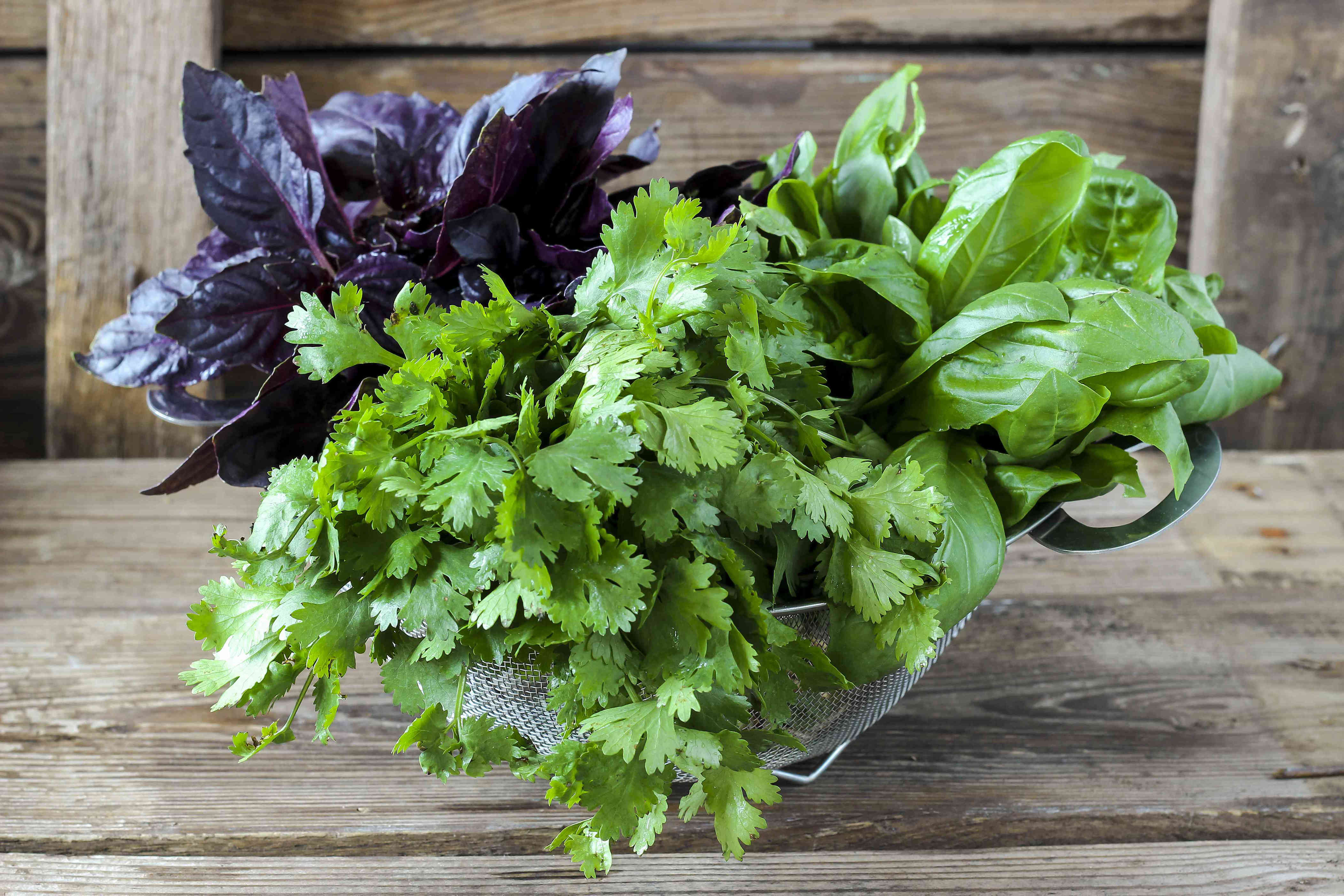 Want fresh cilantro all season? These growing tips make it easy