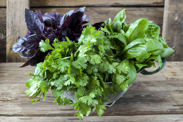 Want fresh cilantro all season? These growing tips make it easy