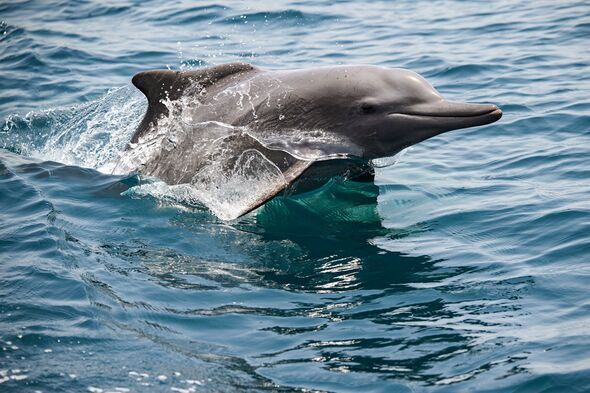 Iran ready to deploy mine-carrying dolphins to blow up US warships in ...