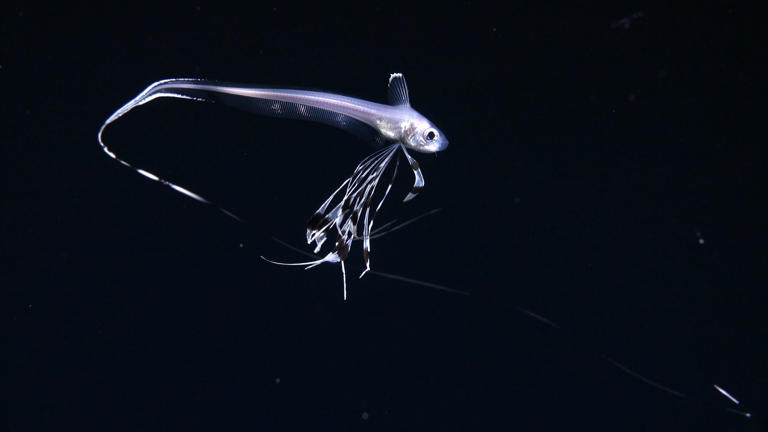 Robot sent deep into Atlantic Ocean. Its mission? To investigate the ...