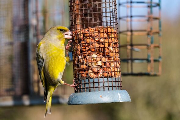 UK households urged not to feed garden birds 2 foods from May 1