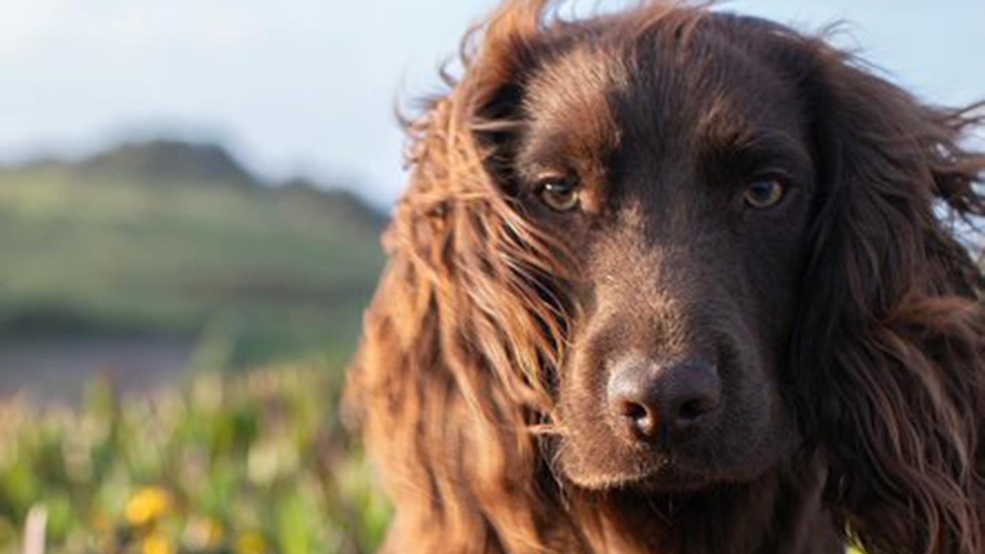 William and Kate reveal name of second dog as they mark his first birthday