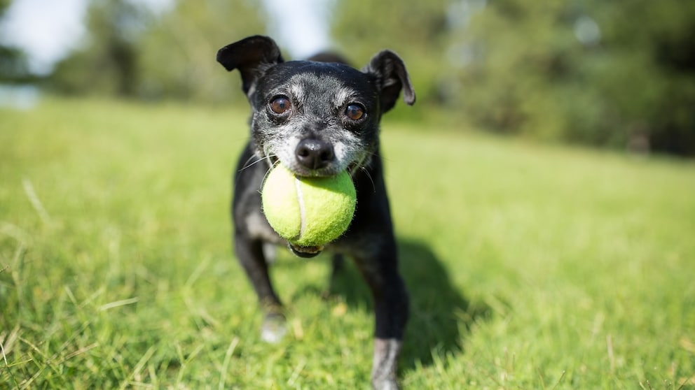 Can exercise prevent dementia in dogs?