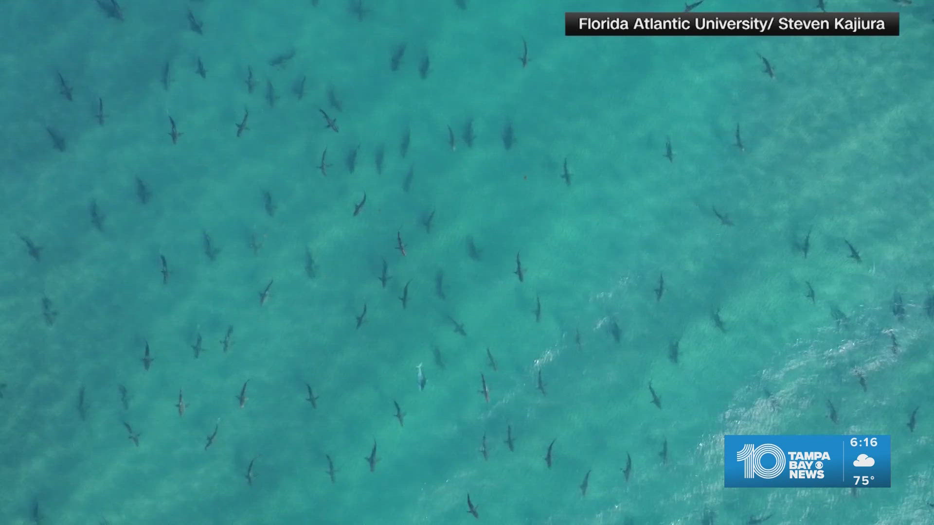 Warming ocean temperatures are shifting shark migration patterns ...