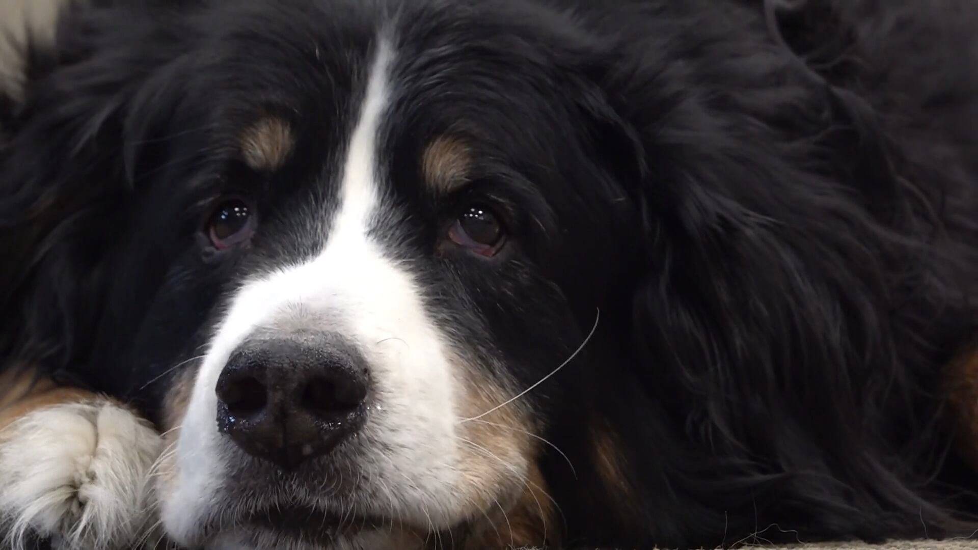 One Fargo parish has a furry friend for an unofficial mascot