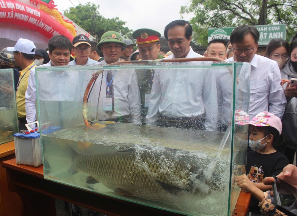 Độc đáo hội thi cá trắm sông Son trên miền di sản Phong Nha - Kẻ Bàng