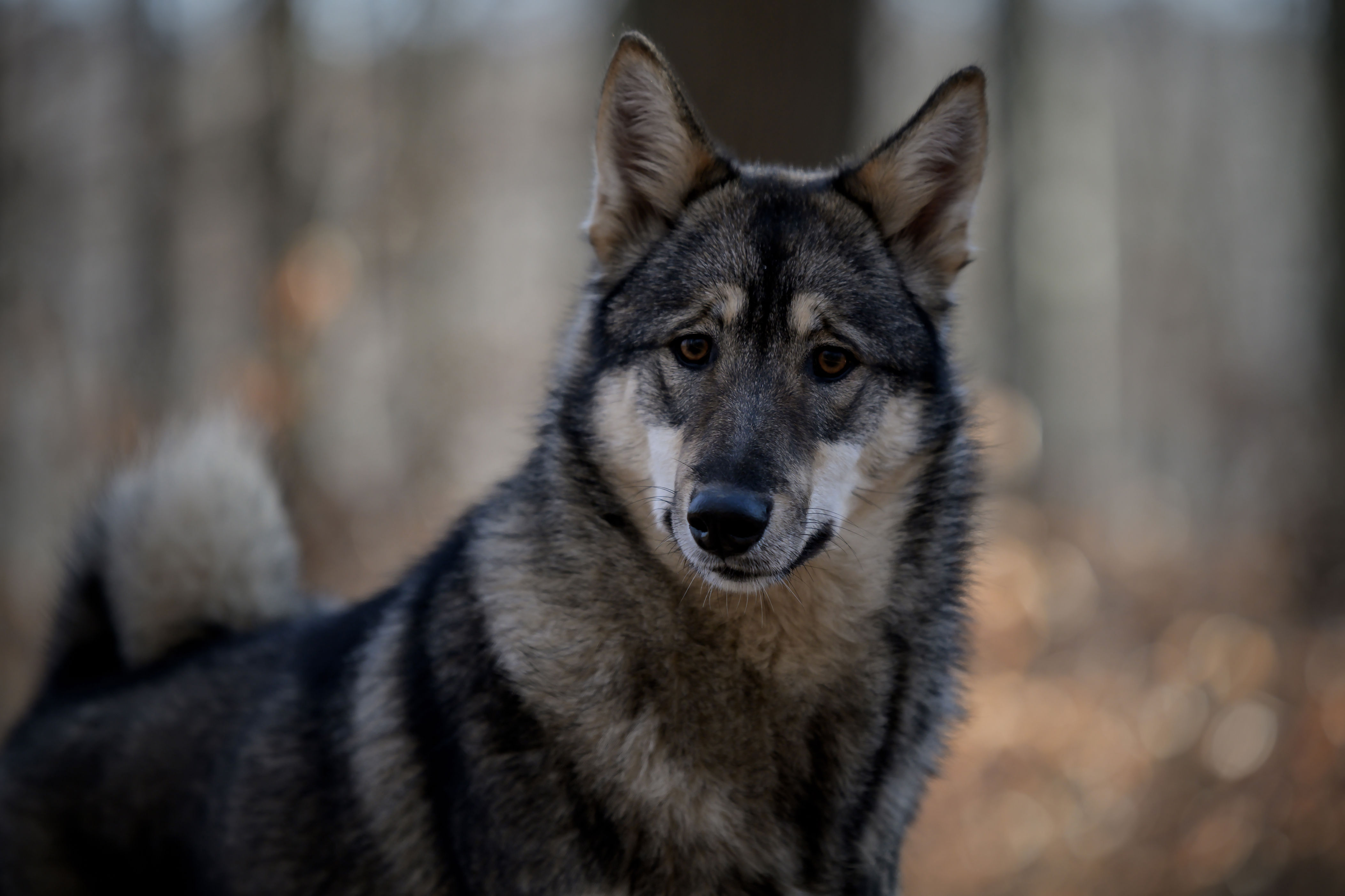 Dog in the forest.