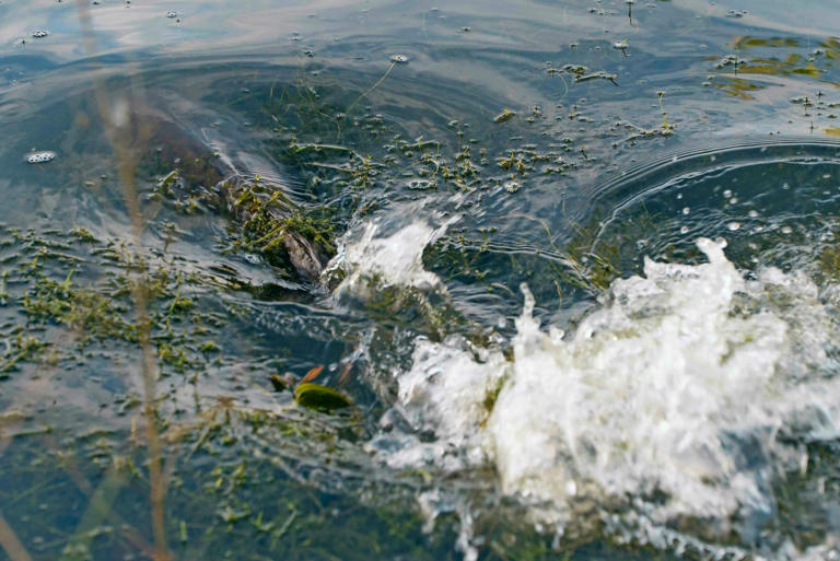 How to spot fish spawning in lakes and rivers